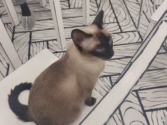 -白夜2D咖啡馆