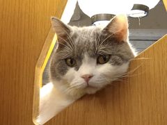 -MOCHA明星猫咖(田子坊店)