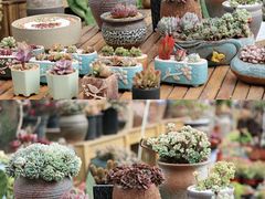-云里小坐·小院里·团建·宴请·下午茶(三圣乡店)