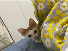 -山宅一喵德文卷毛猫舍
