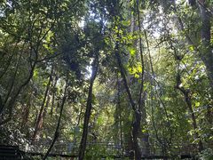 -中国科学院西双版纳热带植物园