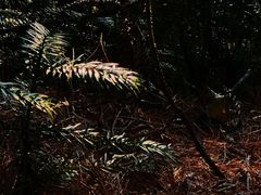 -素山寺森林公园