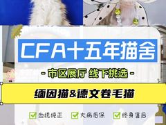 -70cat德文卷毛猫·缅因猫纯种猫舍
