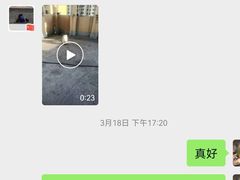 -波姐宠物家庭寄养