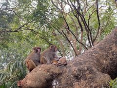 -南湾猴岛+椰田古寨一日游