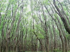 -同里国家湿地公园