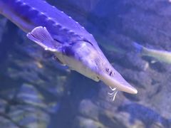 -江和美海洋公园