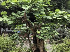 -成都杜甫草堂博物馆