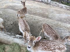 -贵州森林野生动物园