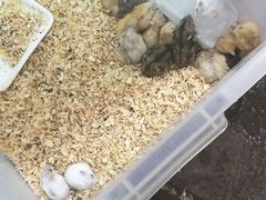 -万商花鸟市场