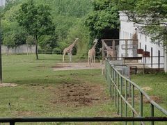 -合肥野生动物园