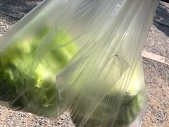 -前小桔亲子创意农场·草莓采摘·露营烧烤