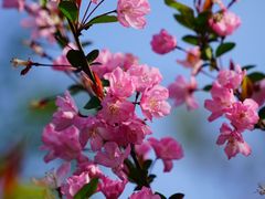 -高东镇樱花园