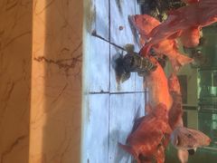 旺顺阁海鲜广场-旺顺阁海鲜广场(亚运村店)