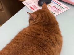 -宠福鑫康馨动物医院·骨科·眼科