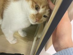-废柴猫桌游概念馆(王府井喜悦购物中心店)