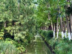 -合肥滨湖国家森林公园