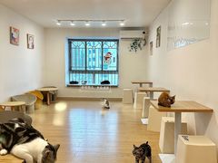 -有喵·猫咖·狗咖·30几只猫10只小狗(岗厦店)