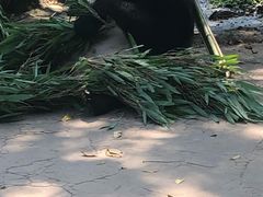 -都江堰中华大熊猫苑