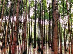 -桤木河湿地公园