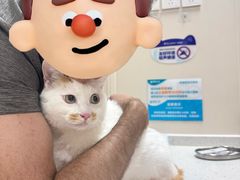 -美联众合爱康动物医院•复杂内科•肿瘤科•牙科•腔镜诊疗中心