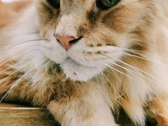 -Heymao猫咖.咖啡厅(东门店)
