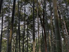 -上海佘山国家森林公园天马山园