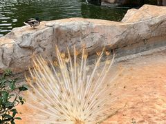-海南热带野生动植物园