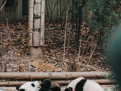 -成都大熊猫繁育研究基地