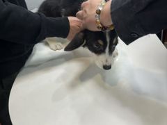 -瑞派动物医院·绝育·犬猫全科·预防医学(光景江南中店)