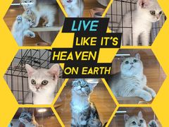 -喵百万·布偶·蓝金金渐层英短·猫舍(百子湾店)