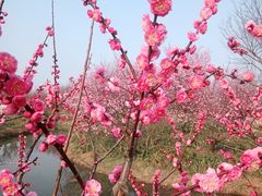 -花开海上生态园