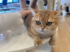 -有喵·猫咖·狗咖·30几只猫10只小狗(岗厦店)