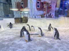 -芜湖新华联大白鲸海洋公园