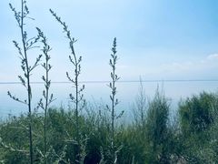 -哈素海