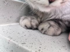 -纳吉亚猫专科动物医院·北北分院