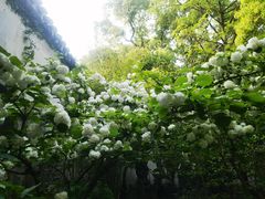 -惠山古镇·寄畅园