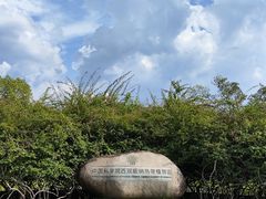 -西双版纳原始森林公园