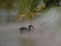-美的鹭湖森林度假区