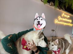 -Husky Go! 哈士奇体验馆·宠物咖啡厅狗咖