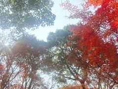 -秋霞圃