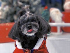 -BABYDOG宝贝狗宠物乐园(欧洲城店)