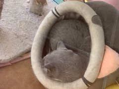 -糯米喵星人总部直营旗舰店·猫舍·幼猫出售
