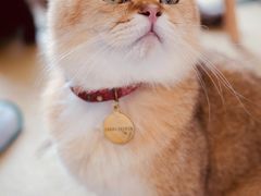 -猫在这儿猫咪咖啡馆·撸猫馆