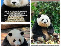 -成都大熊猫繁育研究基地