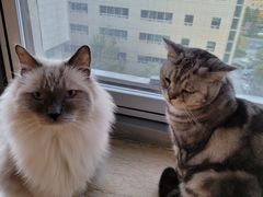 -Cappucimeow猫咪咖啡馆(韦伯时代店)