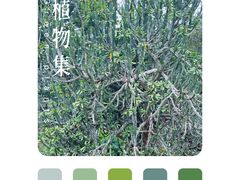 -中国科学院西双版纳热带植物园