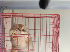 -喵百万·布偶·蓝金金渐层英短·猫舍(百子湾店)