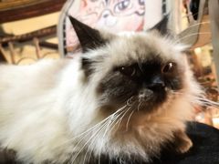 -more than meow吴止猫主题餐厅(承德 中船汇店)