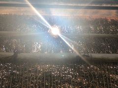 -同里国家湿地公园